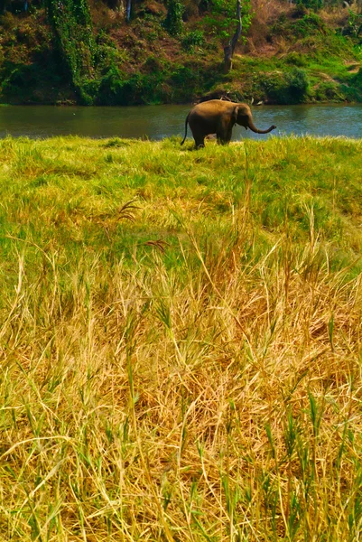 Elefante. elefante en el fondo —  Fotos de Stock