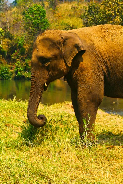 Ελέφαντας. Ελέφαντας σε φόντο — Φωτογραφία Αρχείου