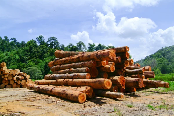 Madera. Madera apilada — Foto de Stock