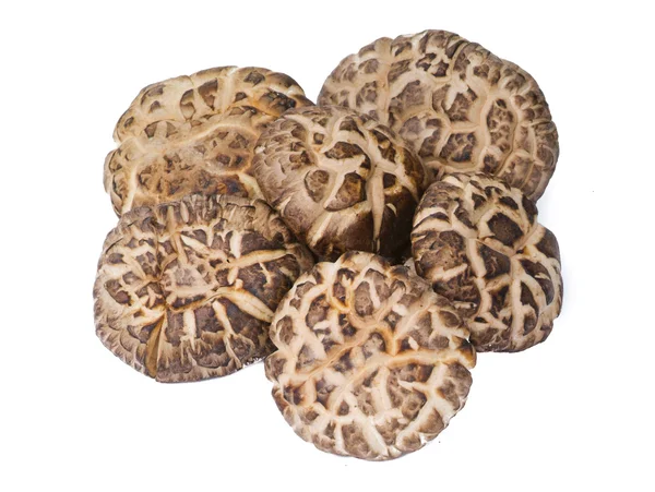 Сушеный гриб крупным планом на белом фоне — стоковое фото
