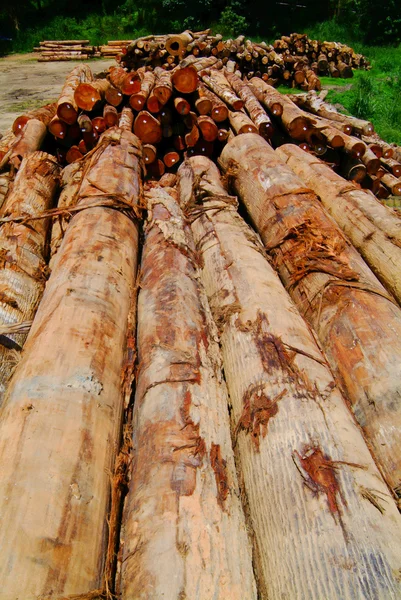 木材。木材堆放 — 图库照片
