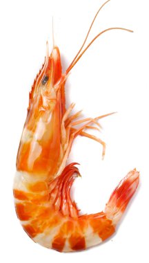 Karides beyazda izole edilmiş.