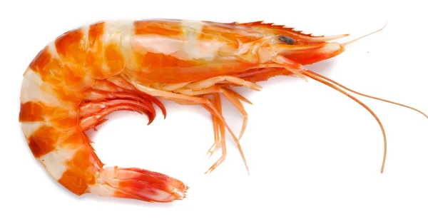 Shrimp isolated on white — Stock Photo, Image