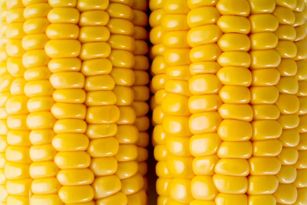 Yellow sweet corn on the background — Stock Photo, Image