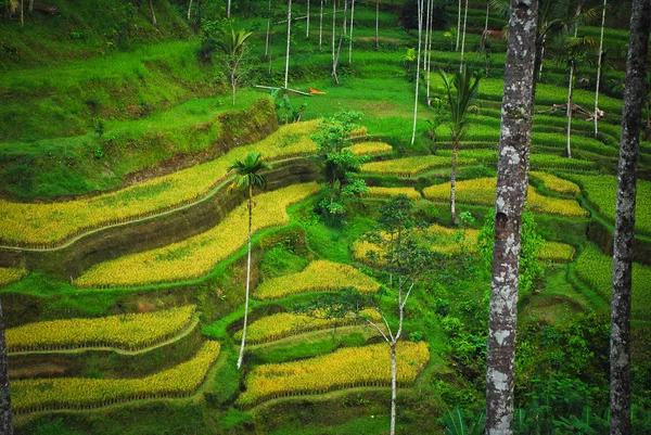 Bali Indonesia. Campos de arroz verde en la isla de Bali — Foto de Stock