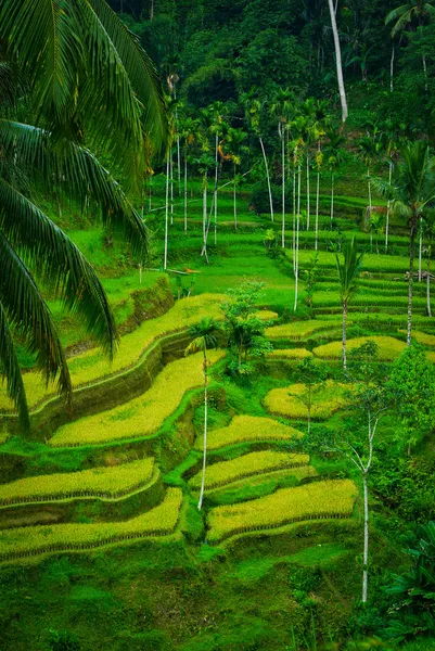 Bali Indonesië. groene rijstvelden op bali eiland Rechtenvrije Stockafbeeldingen