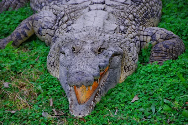 Crocodile on green — Stock Photo, Image