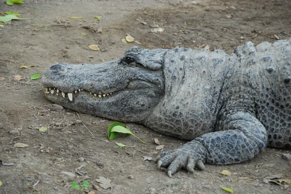 Crocodilo — Fotografia de Stock