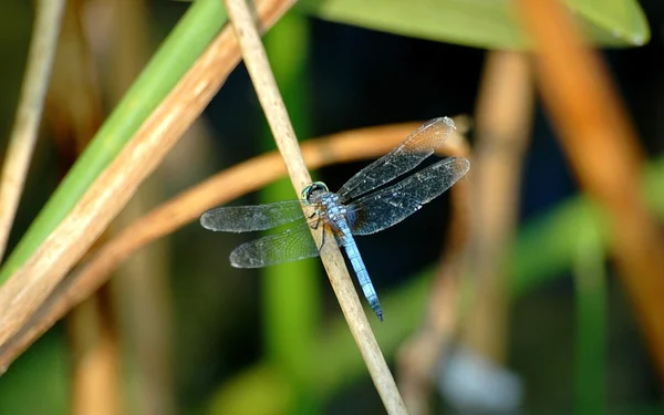 Dragon fly — Fotografie, imagine de stoc