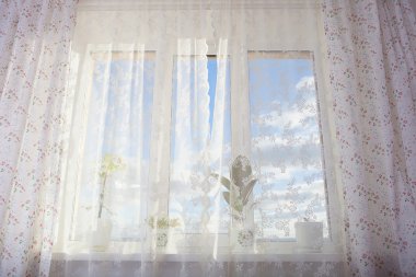 bitkiler ile pencere. schefflera, ficus, Menekşe.