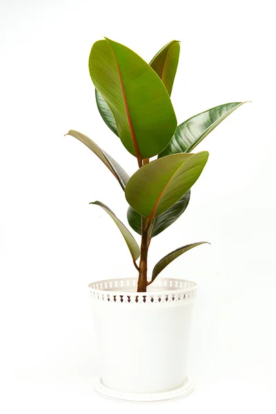Ficus tree in flowerpot isolated on white — Stock Photo, Image