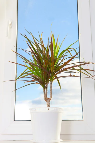 Zöld növény a ablakpárkányon, egy modern otthon. — Stock Fotó
