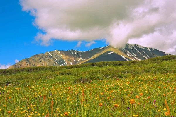 Alpská louka — Stock fotografie