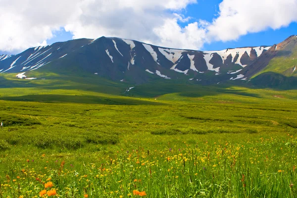 Alpine summer meadow — Stock Photo, Image