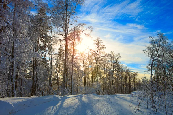 Pădure iarnă — Fotografie, imagine de stoc