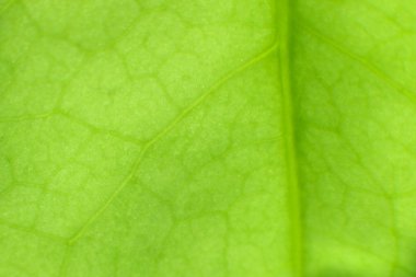 Yeşil yaprağı kapat