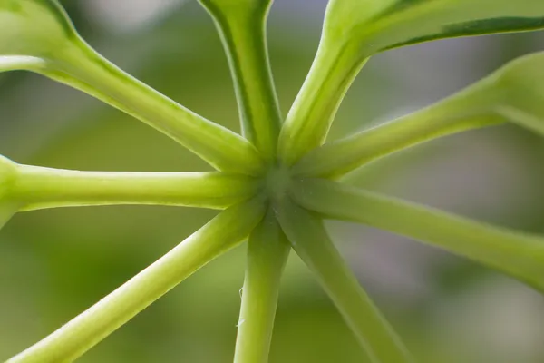 Detalle de planta suculenta — Foto de Stock