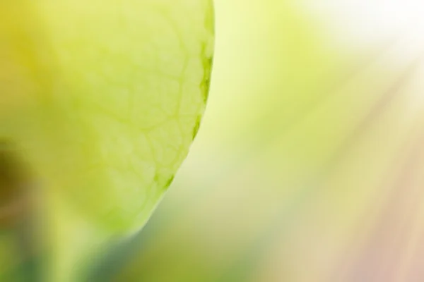 Primo piano delle foglie vegetali succulente — Foto Stock