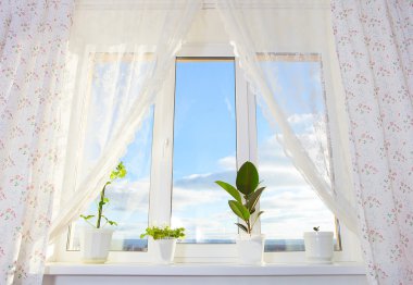 bitkiler ile pencere. schefflera, ficus, Menekşe.