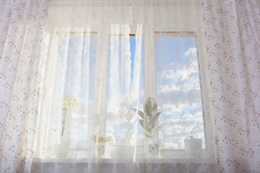 bitkiler ile pencere. schefflera, ficus, Menekşe.