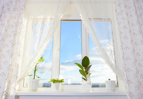 bitkiler ile pencere. schefflera, ficus, Menekşe.