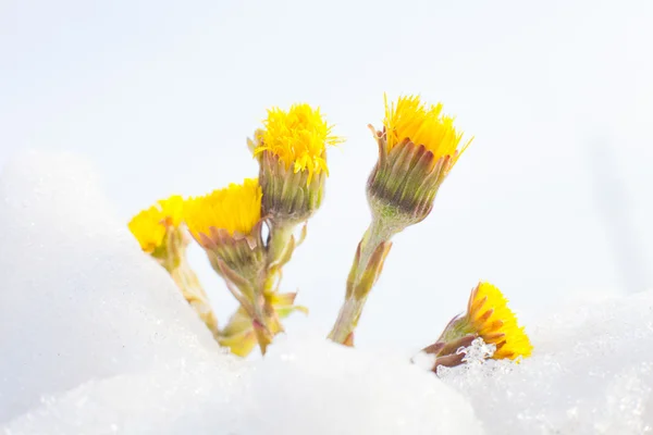 Flor de primavera —  Fotos de Stock