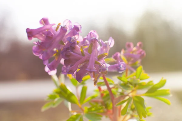 Belles fleurs printanières dans la lumière du matin. — Photo