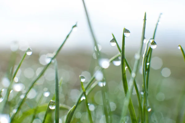 Fresh spring grass background — Stock Photo, Image