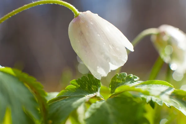 Gouttes de neige — Photo