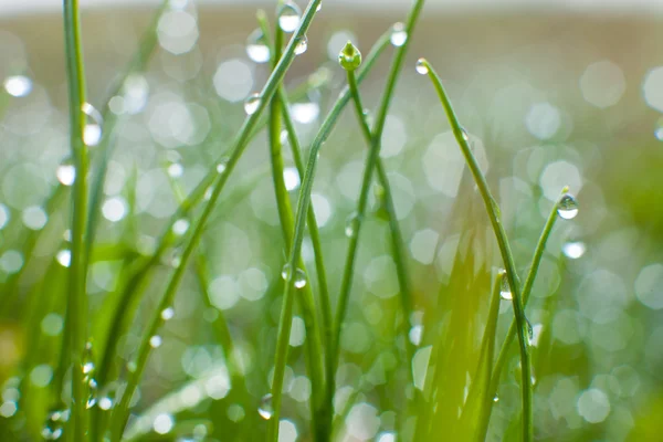 Gotas de lluvia sobre hojas de hierba —  Fotos de Stock