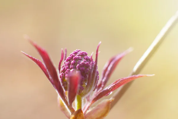 Mor çiçek — Stok fotoğraf