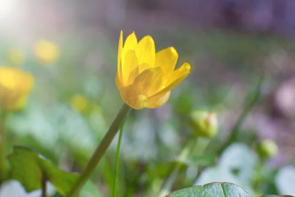 Fleurs jaunes au printemps — Photo