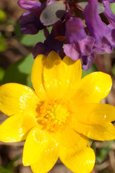 Gelbe Blüten im Frühling — Stockfoto