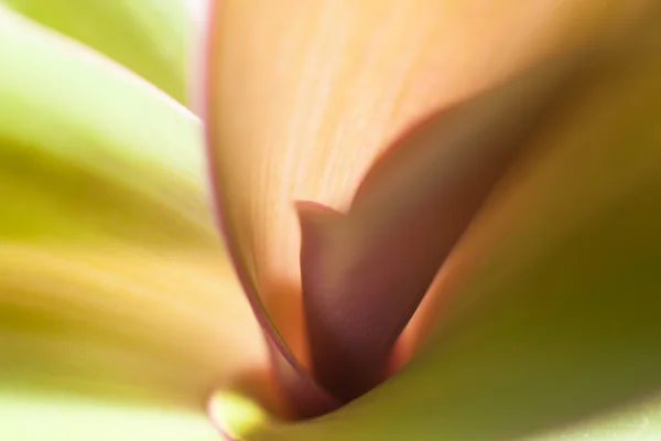 Detail of succulent plant — Stock Photo, Image