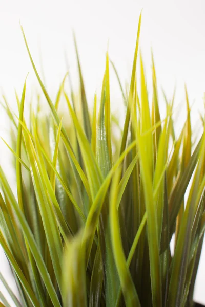 Hierba sobre blanco — Foto de Stock