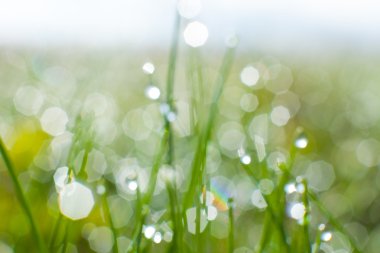 Taze bahar çimeni arka planı