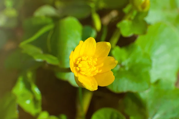 Gelbe Blüten im Frühling — Stockfoto