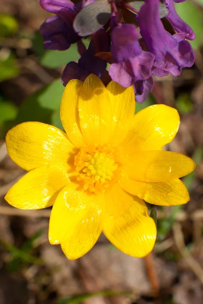 Gelbe Blüten im Frühling — Stockfoto