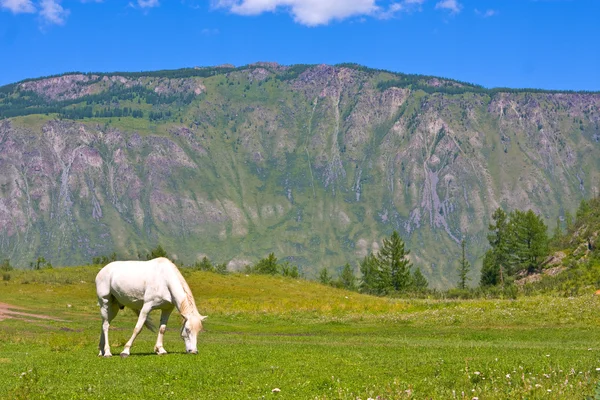 Whire Pferd im Tal — Stockfoto