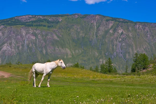 Whire konia w dolinie — Zdjęcie stockowe