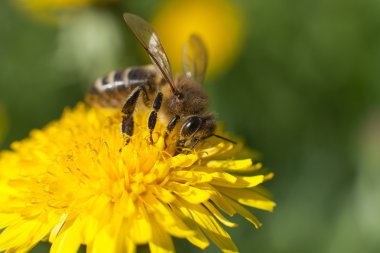 Arı pollinating bitki