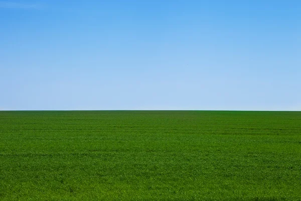 Grönt fält Landskap — Stockfoto