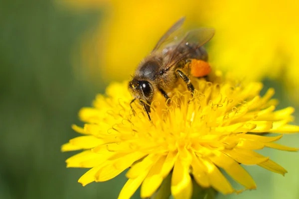 Bee pollinating plant — Stock Photo, Image