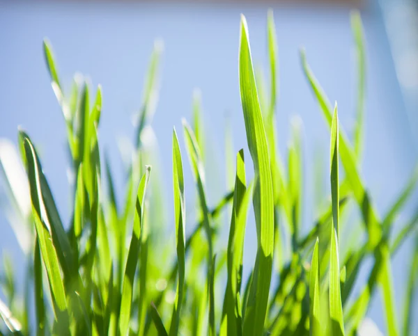 Un campo de hierba verde —  Fotos de Stock