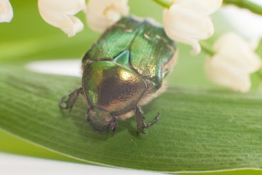 bir çiçek polen yeme chafer böceği.
