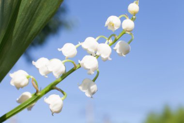 Lily vadi (convallaria majalis) sığ dof
