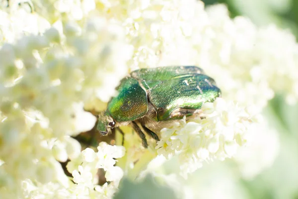 Chafer beetle on flowering plants of meadows — Stock Photo, Image