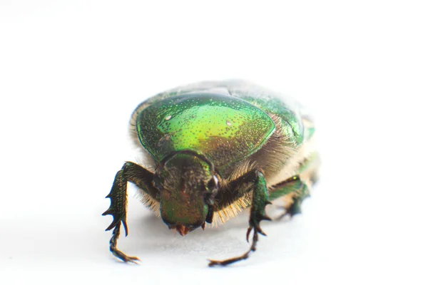 Rose chafer (Cetonia aurata) terisolasi pada latar belakang putih — Stok Foto