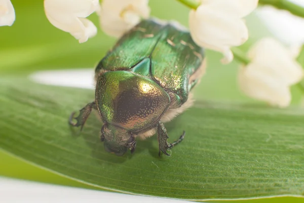 Besouro Chafer comer pólen em uma flor . — Fotografia de Stock