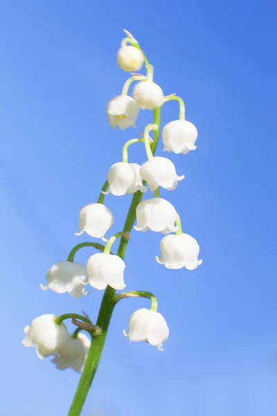 Lily of the valley on a blue sky — Stock Photo, Image